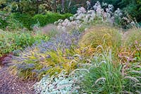 Section of a bed with: Persicaria, Pennisetum, Miscanthus and hardy Geranium