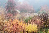 View across bed in mist, plants include: Miscanthus, Euphorbia palustris and the seed heads of Phlomis russeliana, Veronicastrum and Sanguisorba 