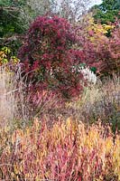Euonymus europaeus 'Red Cascade' surrounded by tall grasses and Euphorbia palustris 