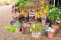 Decorative arrangement of pots  with Aeonium arboreum and echeverias, and grasses at Knoll Gardens in autumn