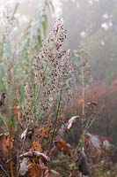 Seed heads of macleaya covered with spider's webs at Knoll Gardens on a mistsy autumn morning