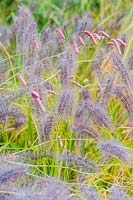 Pennisetum alopecuroides 'Red Head' with pink sanguisorba seedheads 