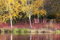 Betula utilis var. jacquemontii and red stemmed Cornus alba 'Sibirica' reflected pond 