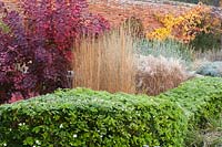 Curving hedge of clipped Choisya ternata runs between stands of Calamagrostis x acutiflora 'Karl Foerster', Cotinus coggygria 'Royal Purple', sage and other herbaceous perennials and grasses in the walled garden designed by Brita von Schoenaich at Marks Hall Gardens and Arboretum in autumn.