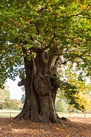 The Honywood Oak, over 800 years old, a remnant of the ancient deer park at Marks Hall Gardens and Arboretum.