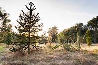 An area of southern hemisphere species, Gondwanaland, including Araucaria araucana - monkey puzzle tree, New Zealand pampas, Cortaderia richardii and Kniphofia rooperi at Marks Hall Gardens in autumn