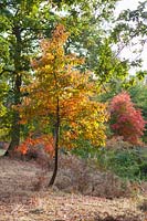 Nyssa sinensis catching afternoon sun at Marks Hall Gardens and Arboretum in autumn.