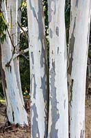 Eucalyptus pauciflora subsp. debeuzevilleii in Godnwanaland, an area of southern hemisphere species at Marks Hall Garden and Arboretum in autumn.