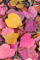 Fallen leaves of Cercis canadensis 'Forest Pansy'.