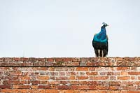 Peacock on top of the wall around the walled garden at Marks Hall Gardens