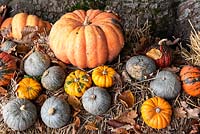 Various gourds on a bed of dead leaves