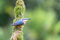 Sitta europaea - Nuthatch on a tree branch, France, autumn.