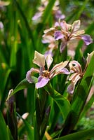 Iris foetidissima growing on calcareous soil, south facing bank in Southern France.