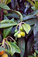 Eriobotrya japonica - Loquat with fruits.