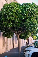 Pittosporum tobira AGM  - grown as an urban street tree in southern Europe