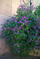 Lycianthes rantonnetii syn. Solanum growing in a sheltered courtyard 