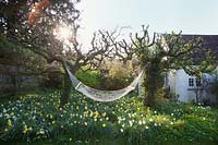 Cottage garden with decorative hammock above spring beds:  Little Court, Hampshire, UK
