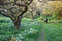 View through orchard, with mature trees underplanted with Narcissus - Daffodil, to flower bed with wheelbarrow nearby
