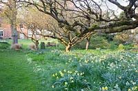 Orchard underplanted with mixed Narcissus - Daffodil -  in grass
