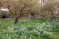 Orchard underplanted with mixed Daffodils and Snakes Head Fritllaries Fritillaria meleagris:  Little Court, Hampshire, UK