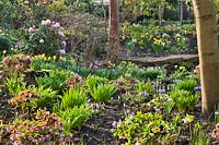 Flower bed under trees, plants include: Crocus vernus,  Helleborus orientalis,  Galanthus nivalis - Snowdrop and Narcissus - Daffodil