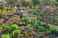 View over informal beds with path and bench. Plants include: Helleborus orientalis, Rhododendron 'Christmas Cheer', Narcissus - Daffodil and Crocus