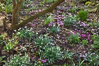 Woodland bed with Cyclamen coum and Galanthus - Snowdrop