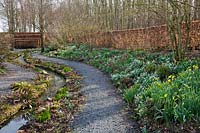 Gravel path with a sloping bank of Galanthus nivalis - Snowdrop and Narcissus - Daffodil on one side and a narrow stream on the other