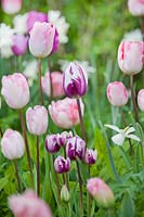 Bed of mixed tulips: Tulipa 'Zurel', Tulipa 'Gander's Rhapsody' and Tulipa 'Foxtrot'