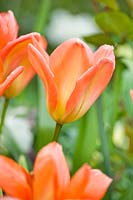 Tulipa 'Apricot Emperor'