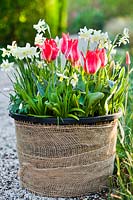 Tulipa 'Plaisir' and Narcissus 'Toto' in container wrapped with hessian