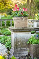 Tulipa 'Plaisir' in pot wrapped with hessian on stone balustrade