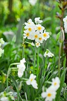 Narcissus 'Laurens Koster' - Daffodil