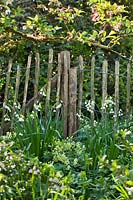 Mixed bed near rustic fence with Leucojum aestivum 'Graveteye Giant' and Primula elatior - Oxlip