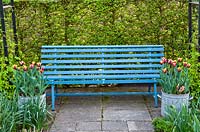 Blue painted bench and Tulipa 'Gavota' in containers, all in front of hedge
