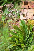 Asplenium scolopendrium - Spleenwort - on a brick wall