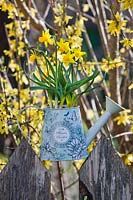 Narcissus - Dwarf Daffodil in watering can hanging on a fence