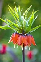 Fritillaria imperialis - Crown Imperial