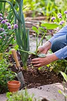 Woman planting Cucurbita moschata 'Butternut' - Squash - in vegetable bed