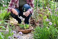 Woman planting Lathyrus - Sweet Pea  - 'Knee High' seedlings around hazel support