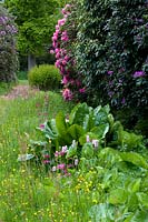 Flowering Rhododendrons surrounded by woodland planting including Persicaria and Bergenia. 