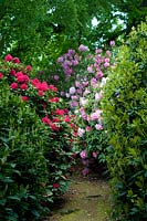 Flowering Rhododendrons in woodland gardens. 