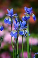 Iris sibirica - unidentified variety. 