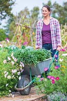 Woman with bundles of bareroot wallflowers in wheelbarrow ready for planting.