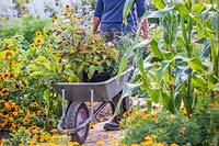 Woman walking through vegetable garden with wheel barrow full of plants.