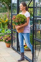 Woman leaving greenhouse carrying Hydrangea in pot.