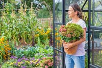 Woman leaving greenhouse carrying Hydrangea in pot