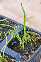 Florence Fennel seedling in a modular tray