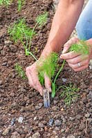 Inserting hand-written plant label next to young Florence Fennel 'Rondo' plants 