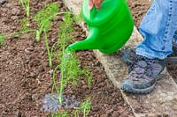 Watering young newly-planted Florence Fennel 'Rondo' plants using a watering can